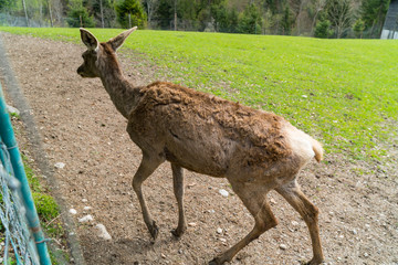Deer grazing and standing in mud