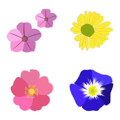 Set of colored flowers on a white background, Vector illustration