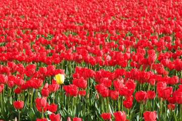 red tulips