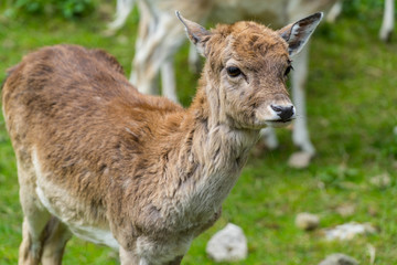 Deer in the wild