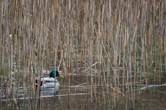 Duck hiding in the reeds