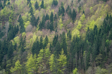 Different shades of green in an alpine forest