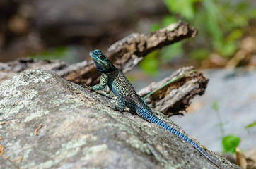 Mountain Spiny Lizard