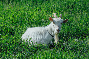 White goat lies resting on green meadow
