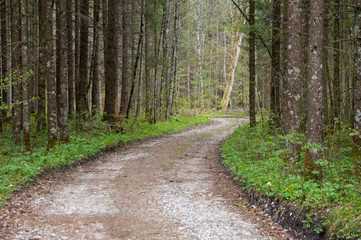 A broad path through a forest