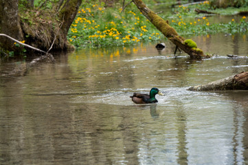 A duck floating down a pretty little stream