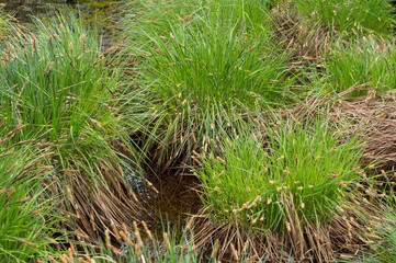 Swamp grass