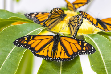Monarch close-up macro shot at 150mm