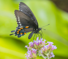 North American Swallowtail butterfly close-up macro shot at 150mm