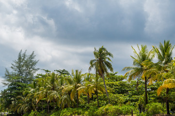 Fototapeta na wymiar Palm trees awaiting the rain
