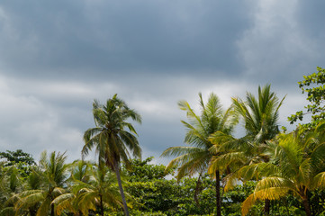 Fototapeta na wymiar Palm trees awaiting the rain