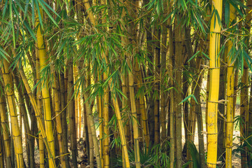 Ibirapuera Park, Sao Paulo, Brazil - Wild yellow bamboo forest inside the park.