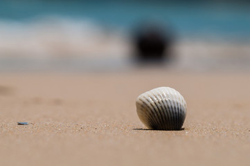 Close up of sea shell with the sea in the background