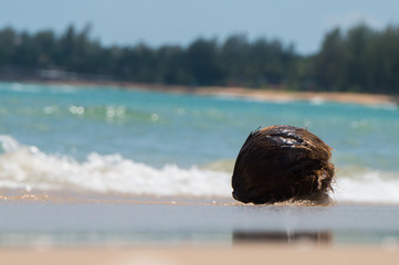 An old coconut washed ashore