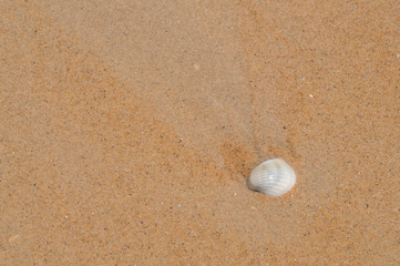 A common cockle on the sand with space for text