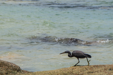 Eastern reef heron stalking its pray with copy space