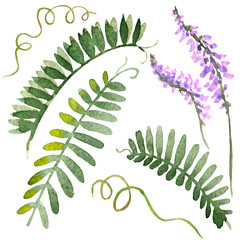 Raster watercolor realistic set of leaves and flowers of a boreal vetch. Special for thematic books and magazines, illustration for biological and botanic sources.