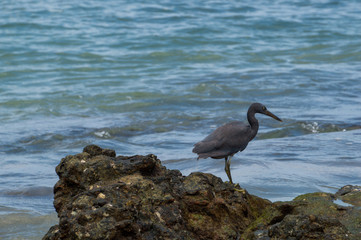 Pacific reef egret standing on a rock