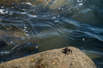 Crab resting on a rock
