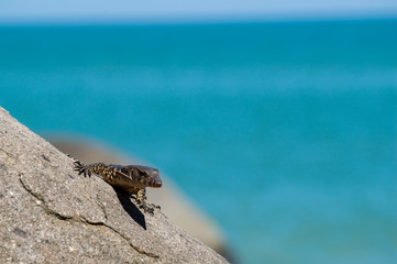 Monitor lizard resting on a rock with the sea in the background