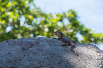 Monitor lizard resting on a rock