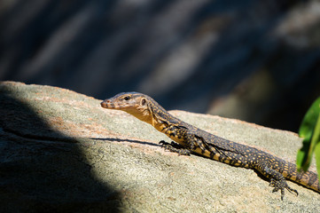 Monitor lizard resting on a rock