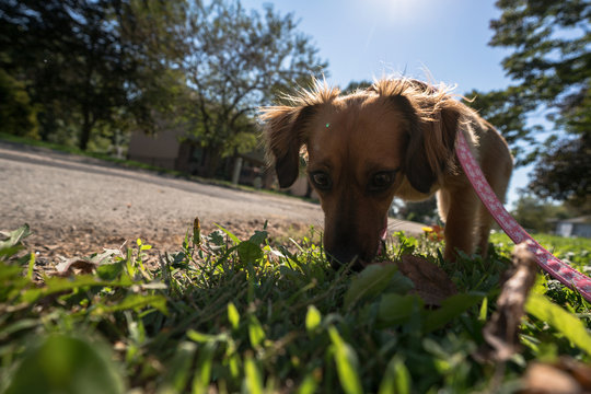 Puppy sniffing lawn