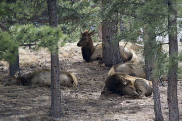 elk in a grove of trees