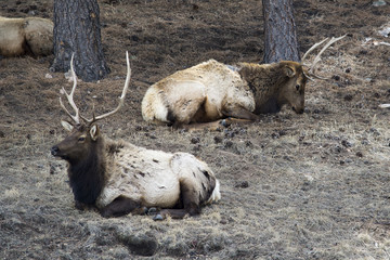 Elk laying down
