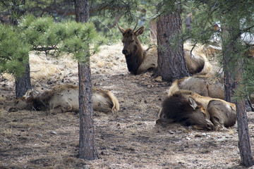 Elk take a nap