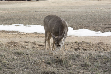 mule deer snacking