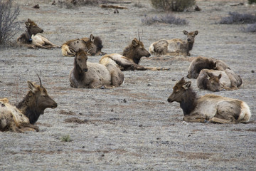 Elk napping