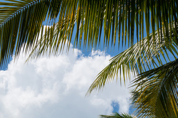 Fototapeta na wymiar Palm leaves and sky with cloud in the background