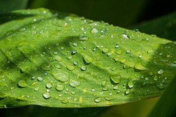 Macro of raindrops on tropical leaf