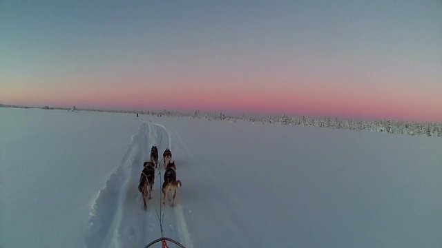 Riding dogsled through Swedish wilderness at dusk, POV