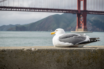Seagull watching golden gate bridge
