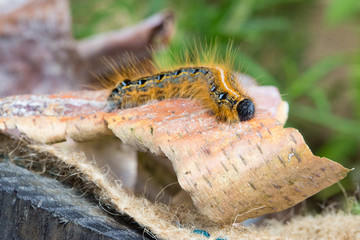 crawling caterpillar on birch