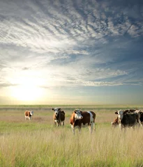 Abwaschbare Fototapete Kuh Kühe grasen auf der Weide