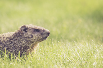 Baby groundhog (Marmota Monax) at side view with room for text