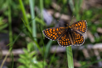 Closeup butterfly on flower Shatcher's big