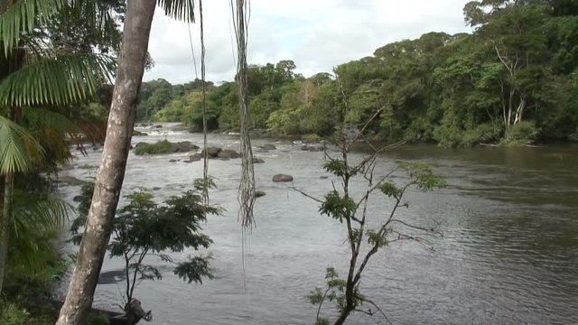 River flows through Amazon Rainforest in Suriname