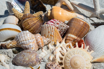 Close up of shells on the beach Sanibel Island © Sheila