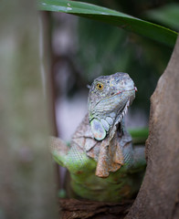 Iguana in the tree