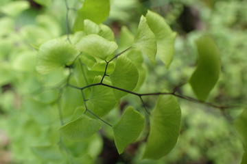 Green fan leaves with black stem