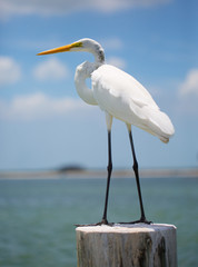 White crane on water