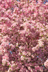 Crab Apple Tree Flowers