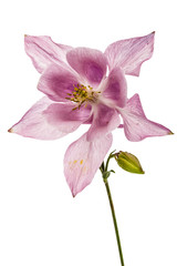 Pink flower of catchment, lat. Aquilegia, isolated on white background