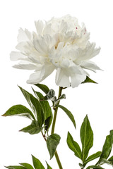 White flower of peony, lat. Paeonia, isolated on white background