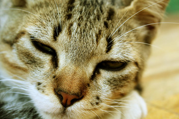 Sleepy cat resting, lovely kitten