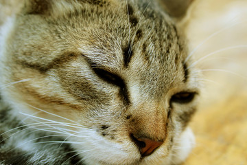 Sleepy cat resting, lovely kitten